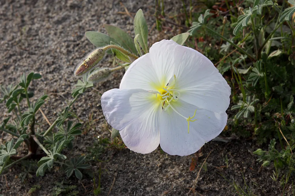 Desert Evening Primrose (Oenothera Deltoides) — The Desert Evening Primrose (Oenothera deltoides) is an alluring perennial ground cover