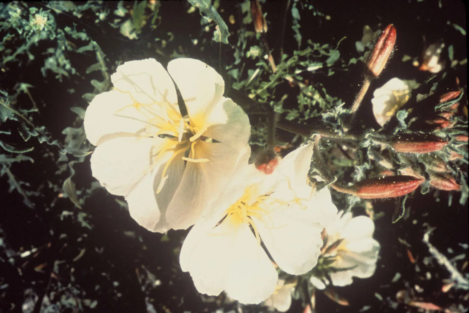 Desert Evening Primrose (Oenothera Deltoides) — its spread is easily manageable