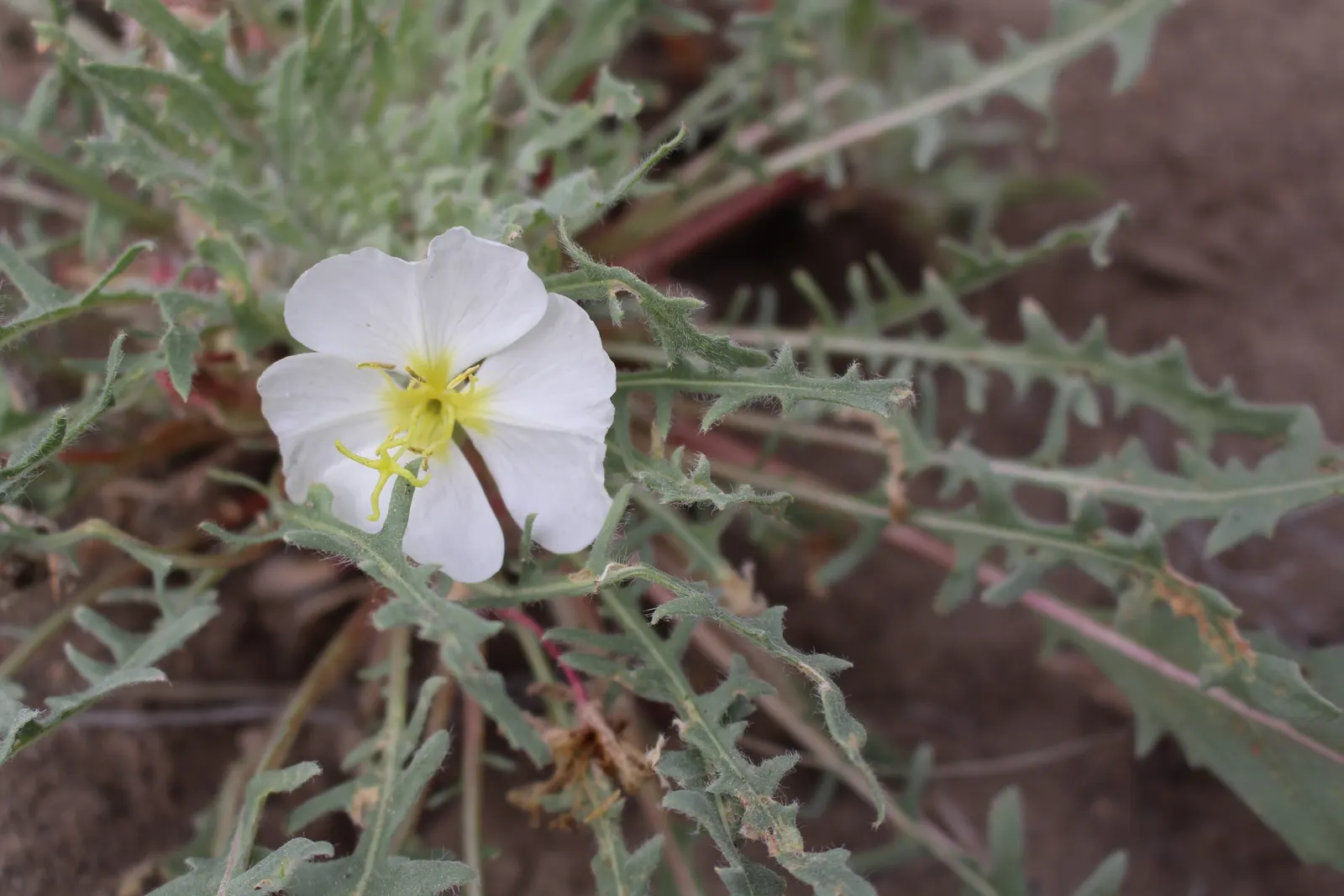 Desert Evening Primrose (Oenothera Deltoides) — The Desert Evening Primrose (Oenothera deltoides) is a captivating addition to any arid landscape design