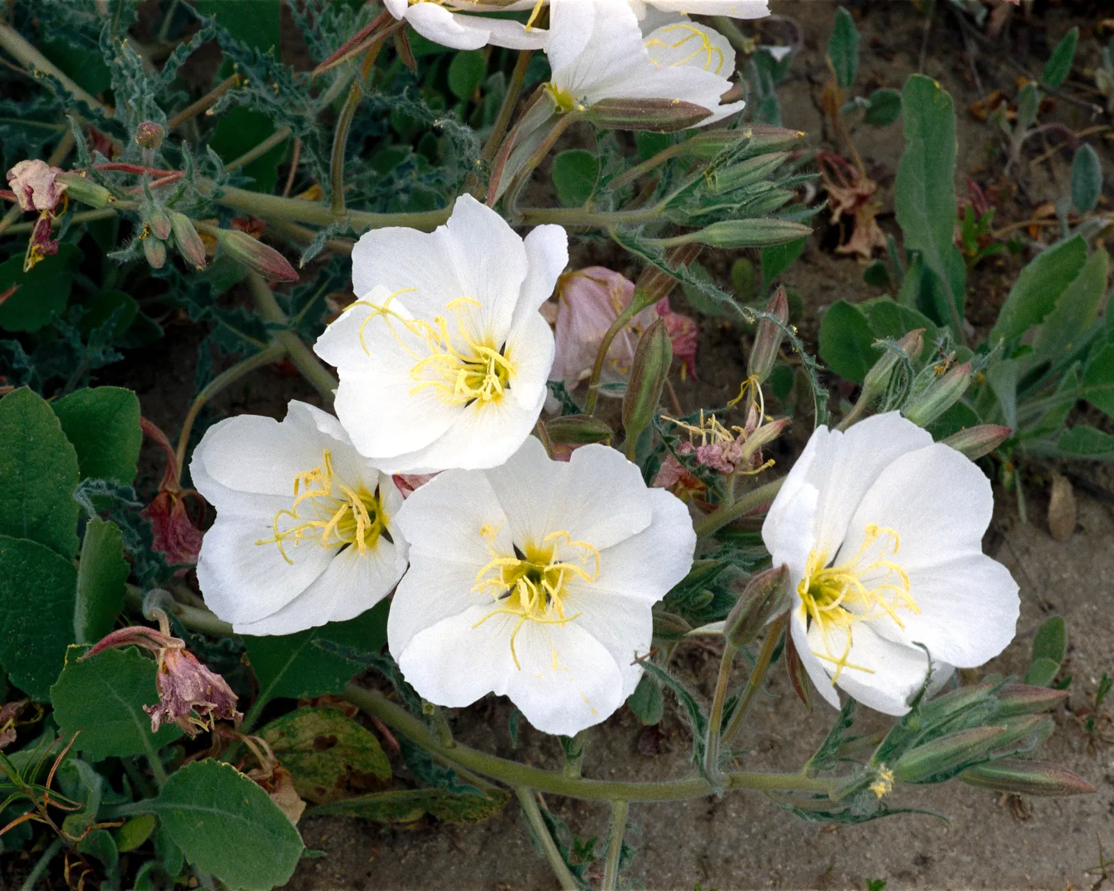 Desert Evening Primrose (Oenothera Deltoides) — perennial with pink and white blooms