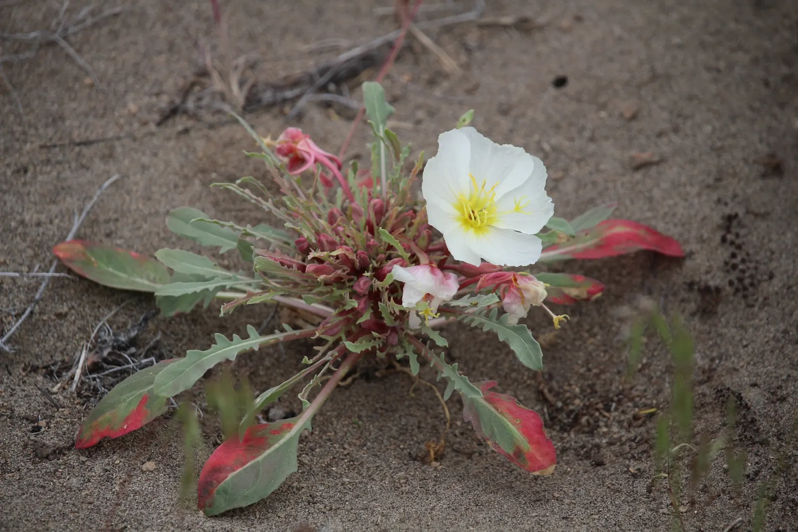 Desert Evening Primrose (Oenothera Deltoides) — providing a delicate yet resilient pop of color