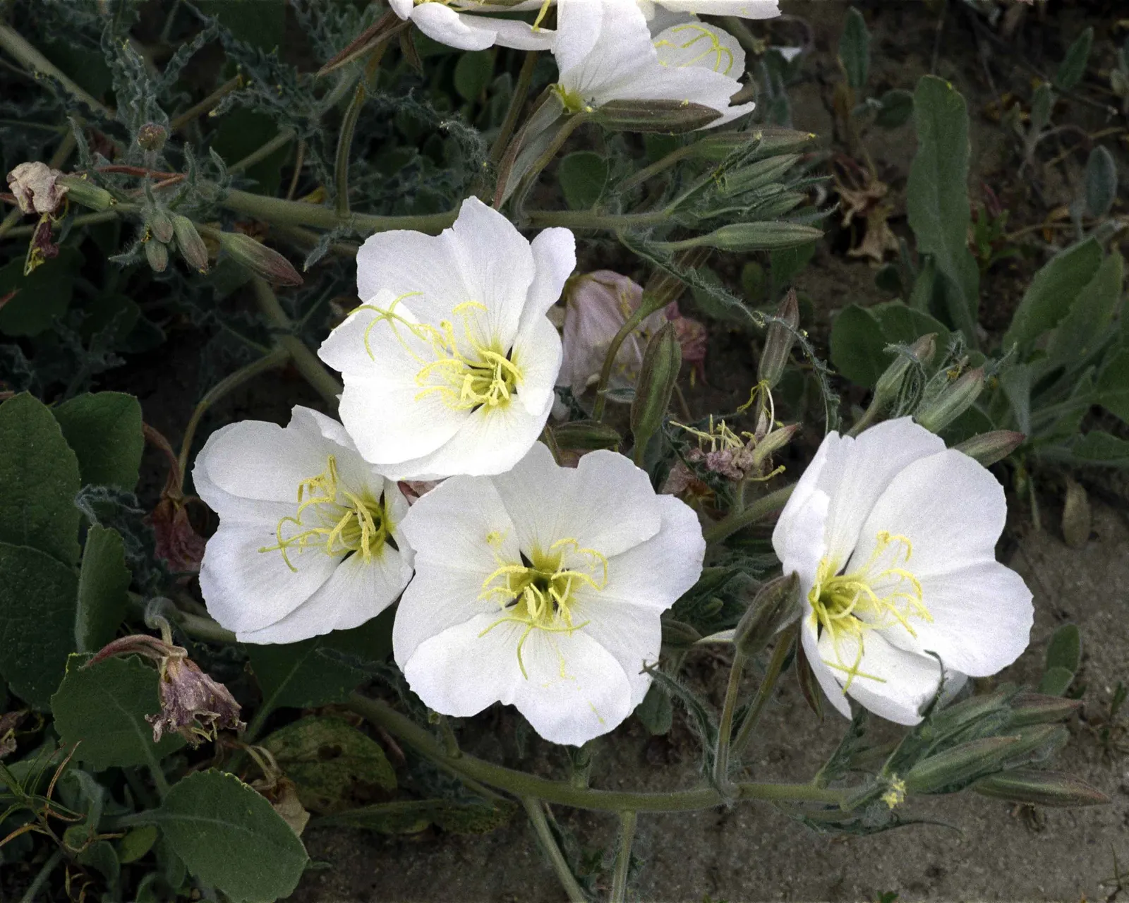 Desert Evening Primrose (Oenothera Deltoides) — pink and white flowers in the garden