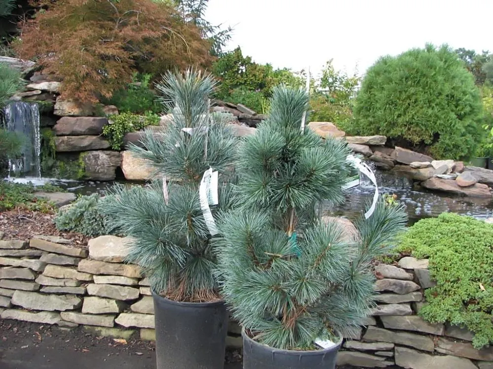 Vanderwolf's Pyramid Pine (Pinus Flexilis 'Vanderwolf's Pyramid') — although it prefers well-drained conditions