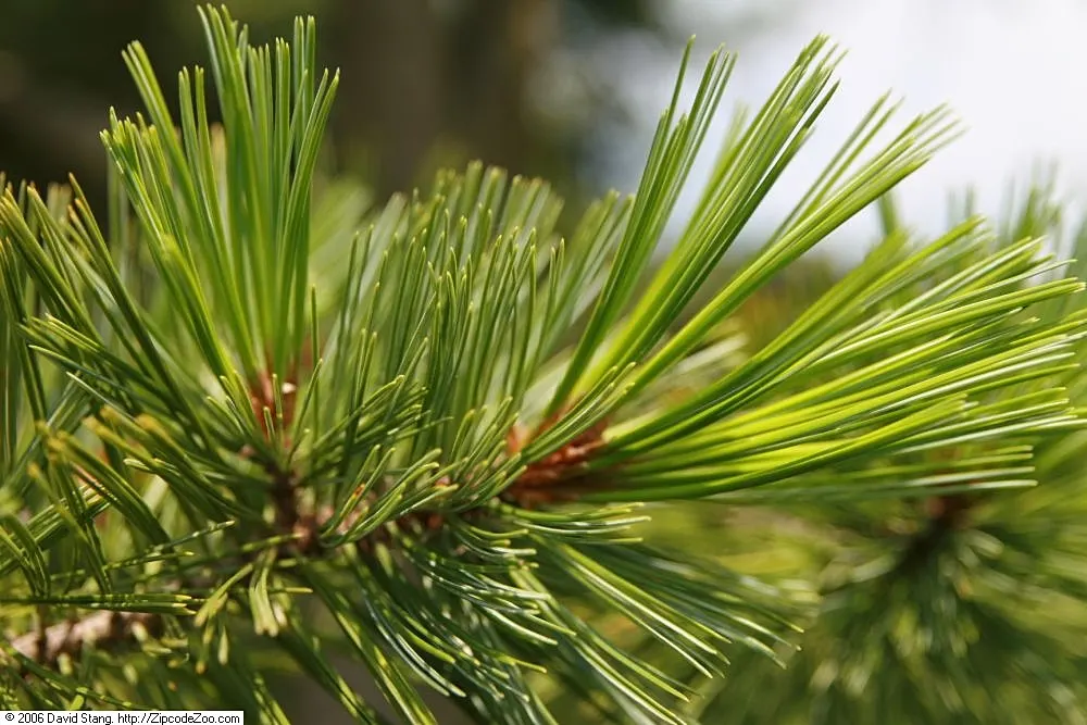 Vanderwolf's Pyramid Pine (Pinus Flexilis 'Vanderwolf's Pyramid') — particularly sought after for its unique aesthetic