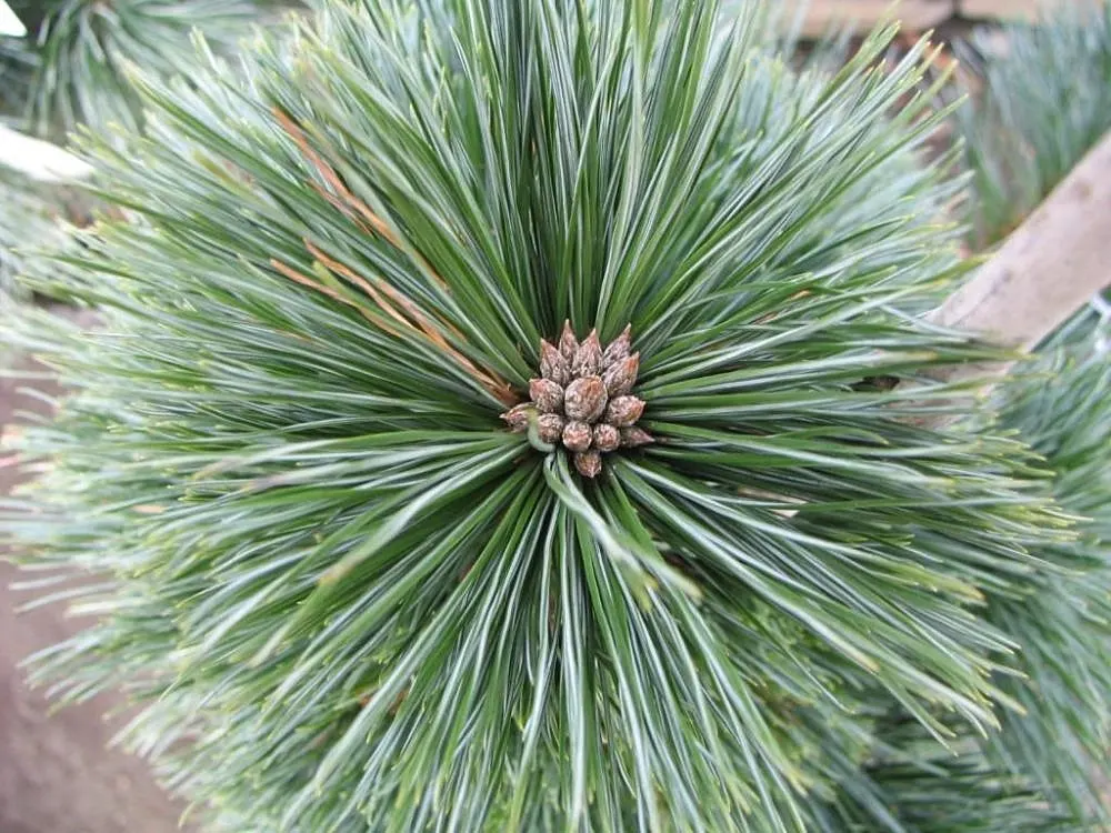 Vanderwolf's Pyramid Pine (Pinus Flexilis 'Vanderwolf's Pyramid') — this specimen displays an admirable drought tolerance once established