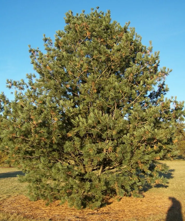Vanderwolf's Pyramid Pine (Pinus Flexilis 'Vanderwolf's Pyramid') — The Pinus flexilis 'Vanderwolf's Pyramid,' commonly referred to as Vanderwolf's Pyramid Pine