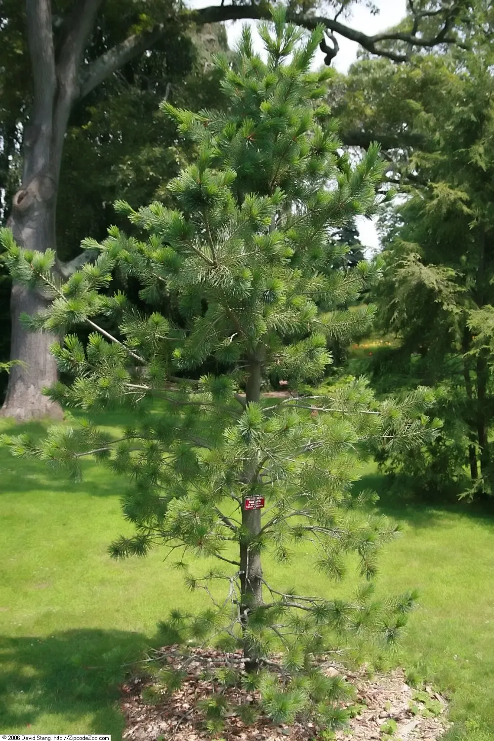 Vanderwolf's Pyramid Pine (Pinus Flexilis 'Vanderwolf's Pyramid') — pyramidal evergreen with an expected mature height of about 20-30 feet and a spread up to