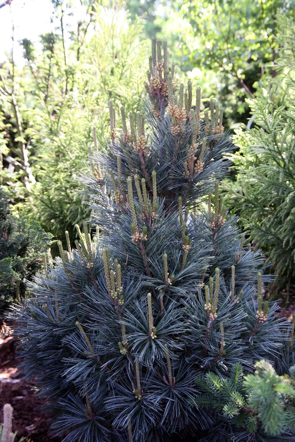 Vanderwolf's Pyramid Pine (Pinus Flexilis 'Vanderwolf's Pyramid') — silvery-blue to green needles