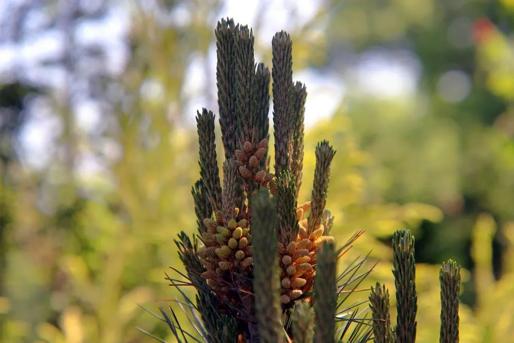 Vanderwolf's Pyramid Pine (Pinus Flexilis 'Vanderwolf's Pyramid') — reducing the need for frequent irrigation