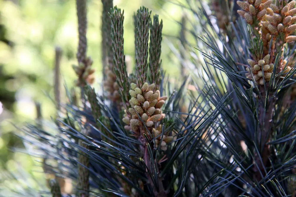 Vanderwolf's Pyramid Pine (Pinus Flexilis 'Vanderwolf's Pyramid') — This low-maintenance conifer showcases dense, fine, blue-green needles that emanate a