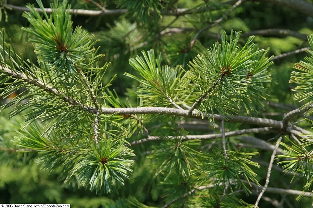 Vanderwolf's Pyramid Pine (Pinus Flexilis 'Vanderwolf's Pyramid') — is an impressively robust and elegant cultivar of the limber pine family