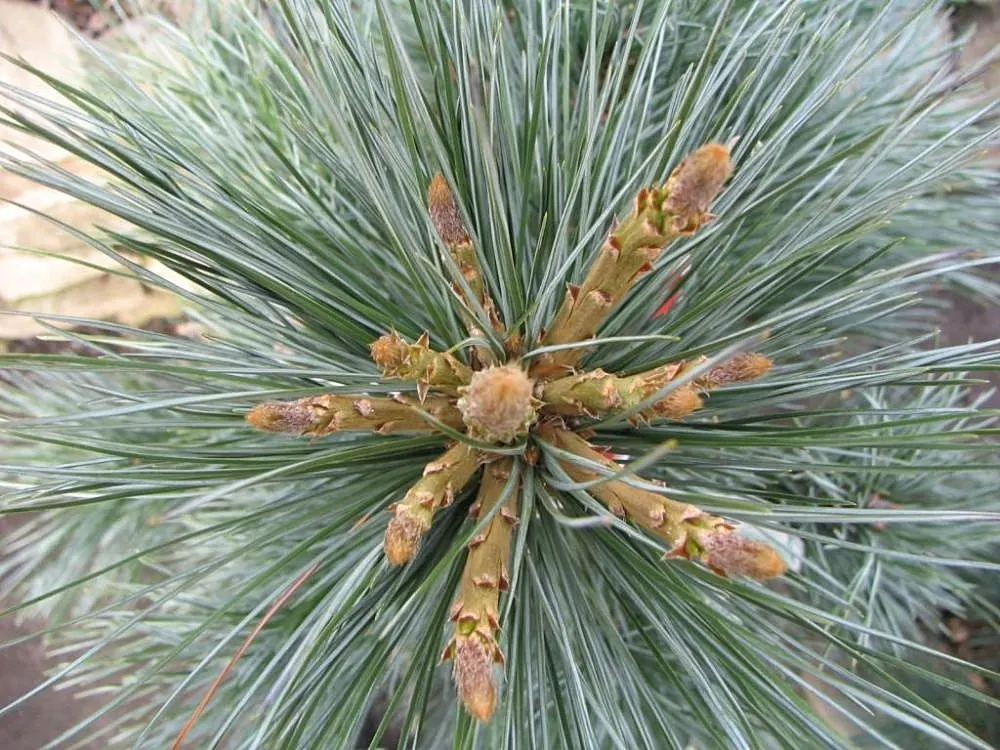 Vanderwolf's Pyramid Pine (Pinus Flexilis 'Vanderwolf's Pyramid') — lending a textured and refined appearance to the foliage.<br><br>Adaptable to a variety of