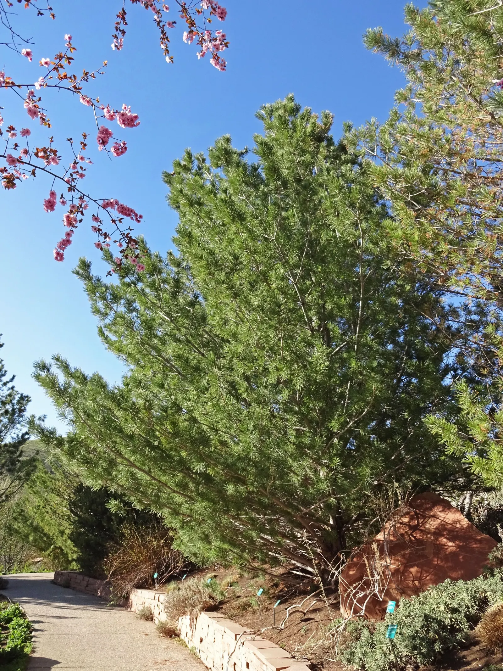 Vanderwolf's Pyramid Pine (Pinus Flexilis 'Vanderwolf's Pyramid') — It is characterized by its twisted