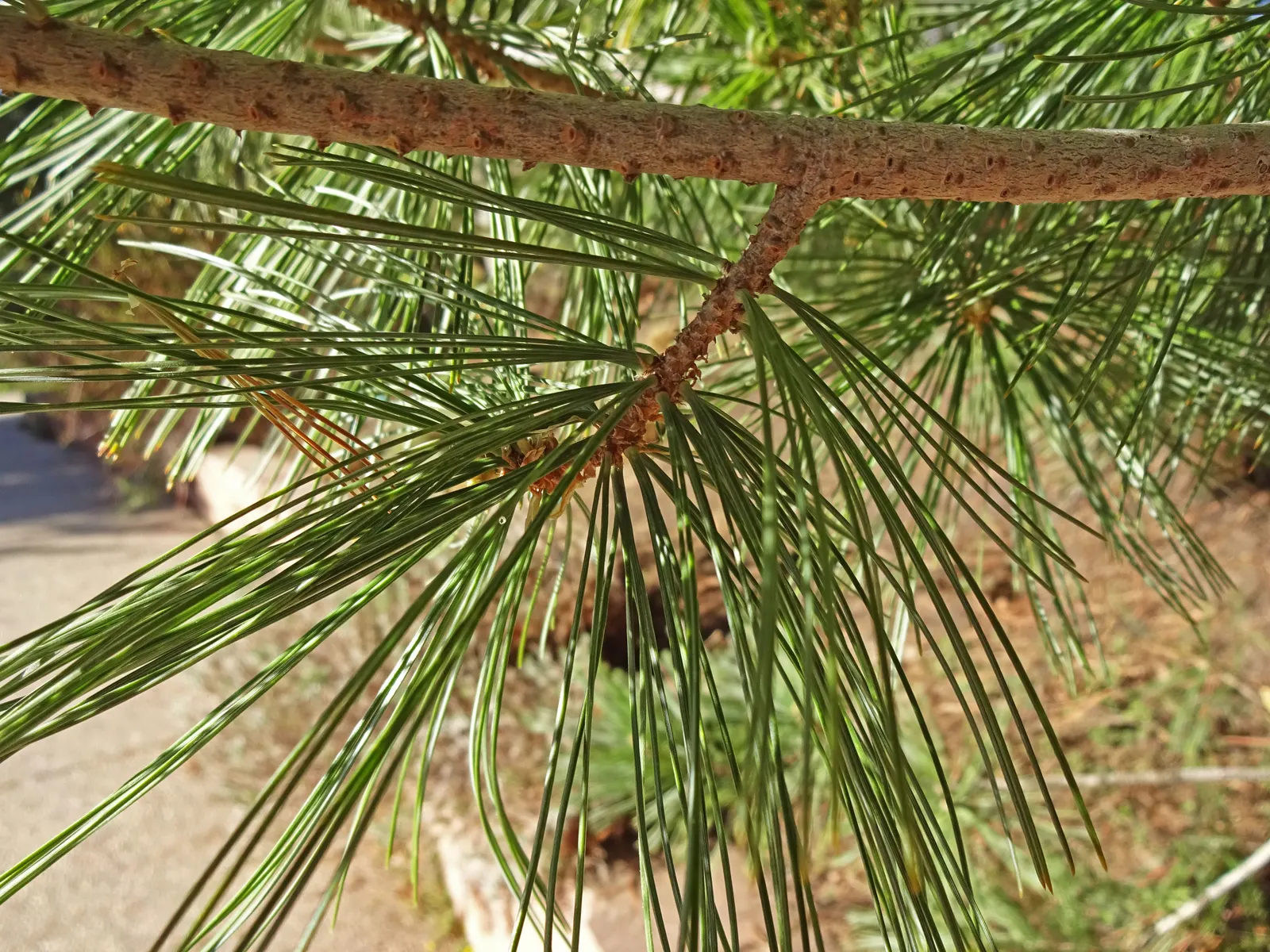 Vanderwolf's Pyramid Pine (Pinus Flexilis 'Vanderwolf's Pyramid') — This stately conifer boasts a dense