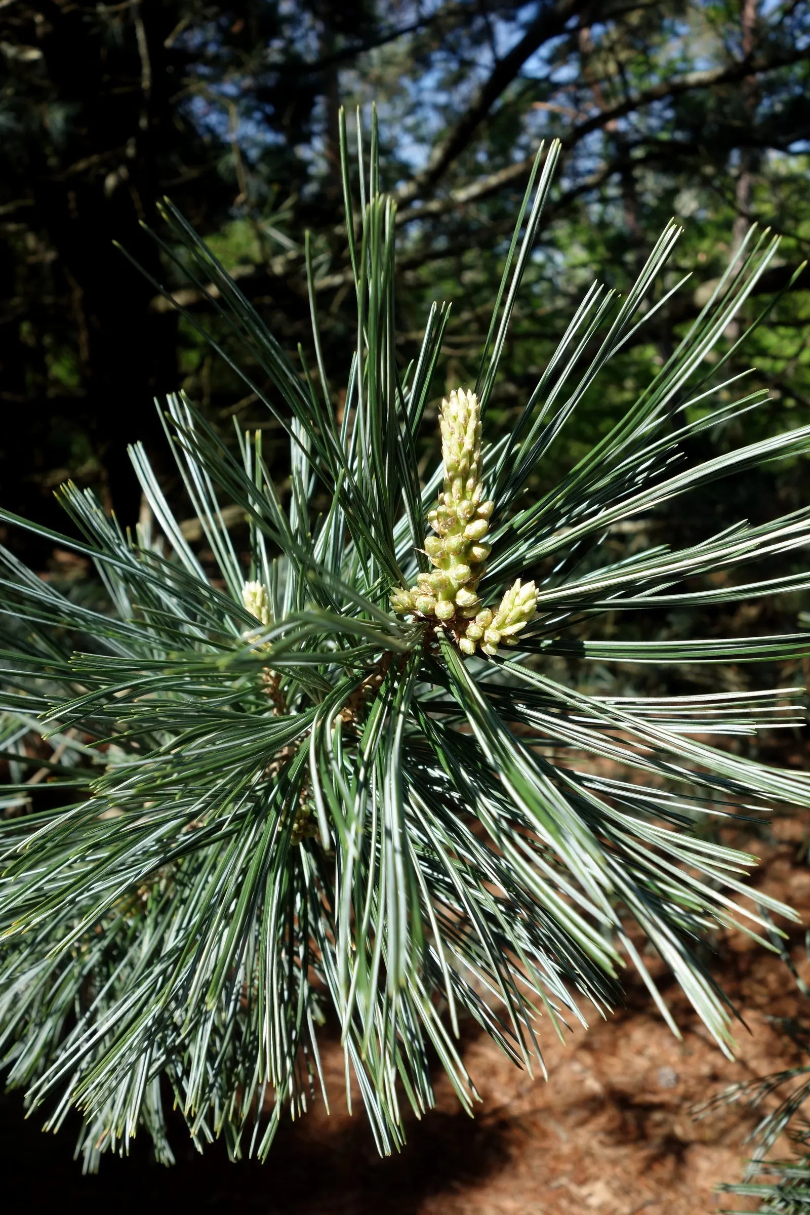 Vanderwolf's Pyramid Pine (Pinus Flexilis 'Vanderwolf's Pyramid') — which are delightfully soft to the touch and grow in bundles of five