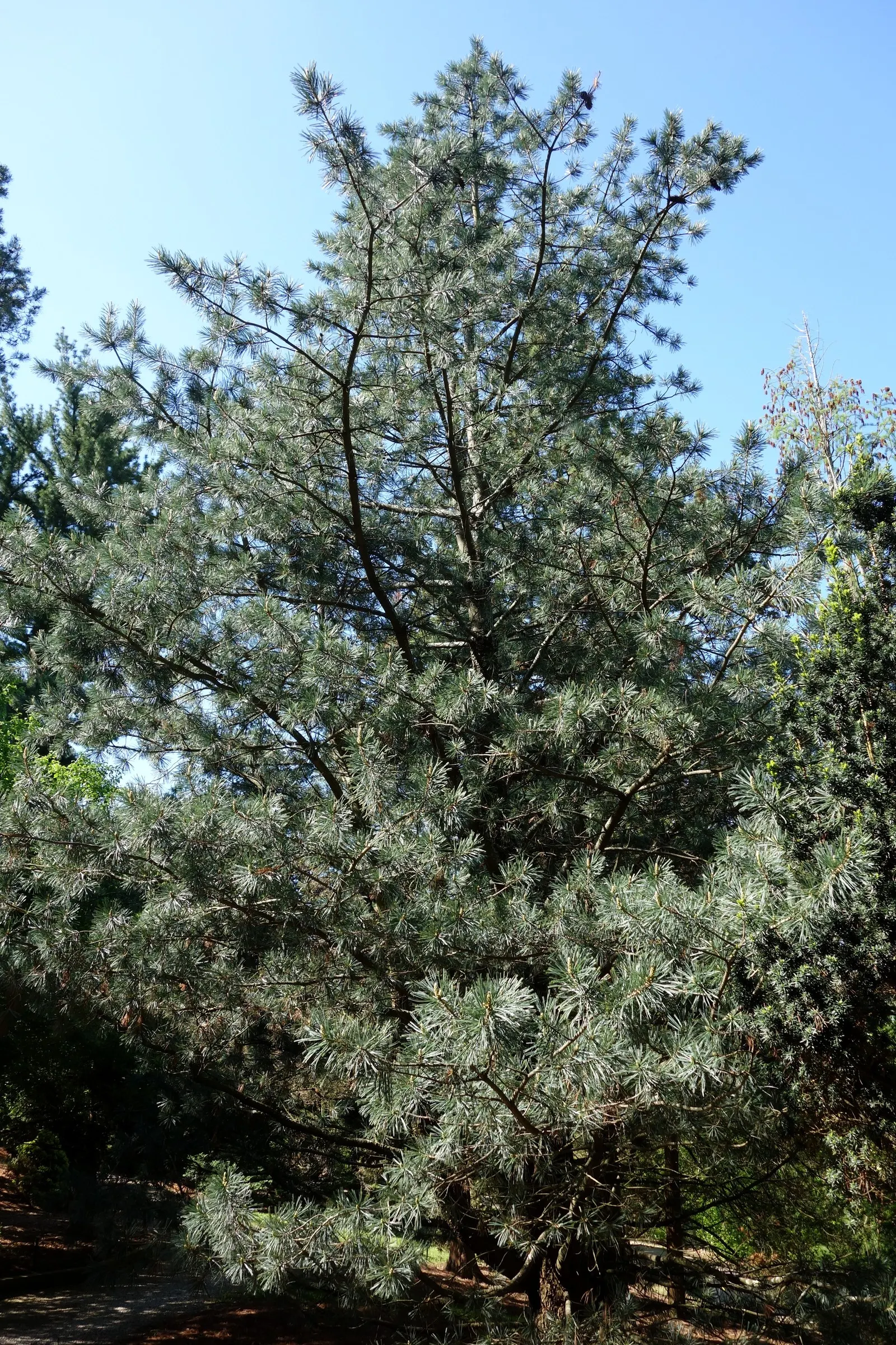 Vanderwolf's Pyramid Pine (Pinus Flexilis 'Vanderwolf's Pyramid') — The Vanderwolf's Pyramid Pine (Pinus flexilis 'Vanderwolf's Pyramid') is an elegant