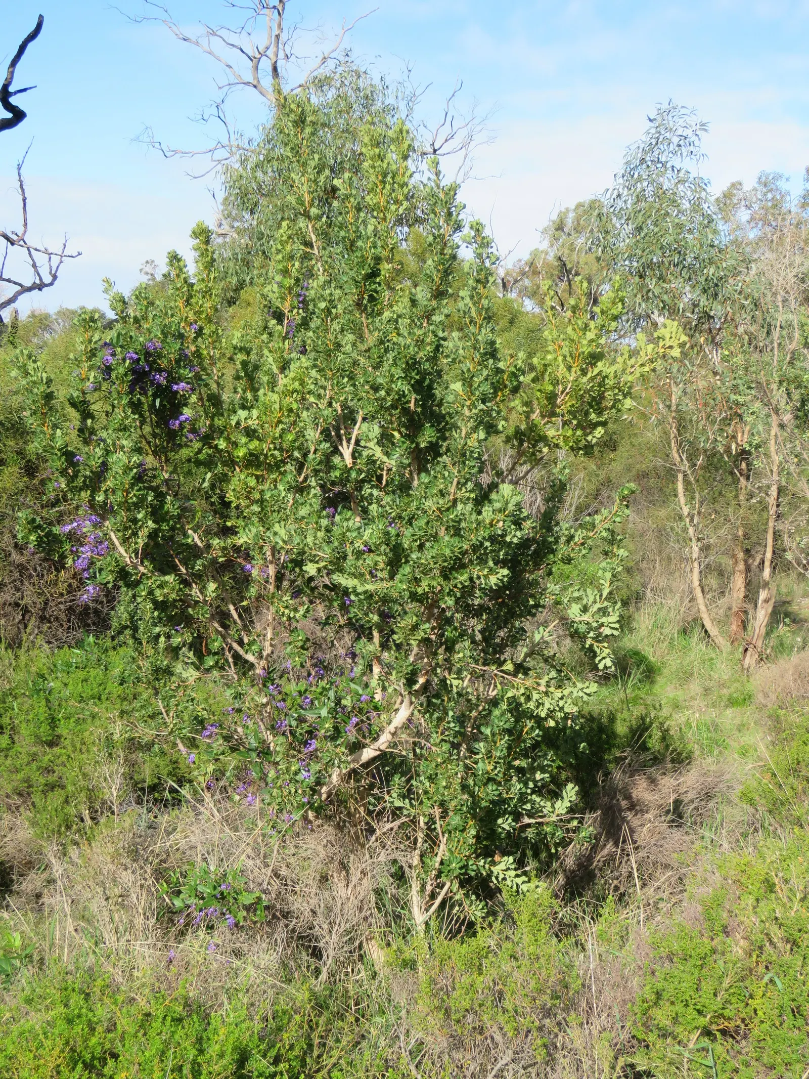 Lilac Vine (Hardenbergia Comptoniana) — broadleaf evergreen / vine for full or half