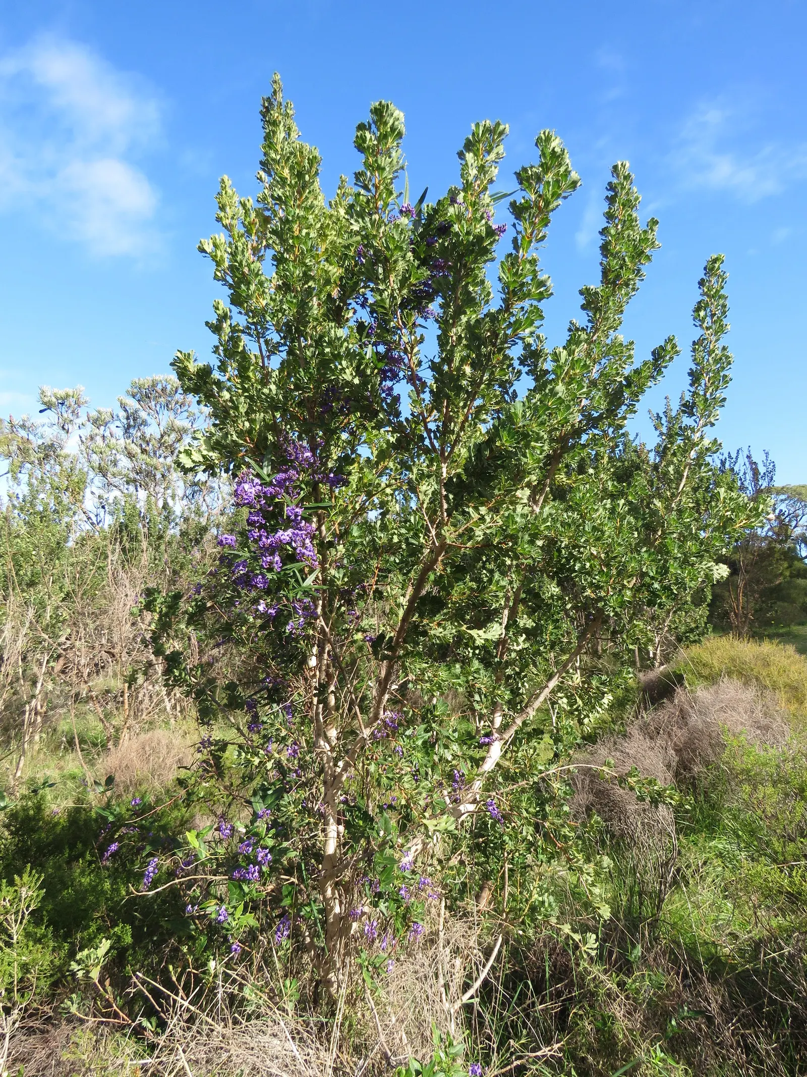 Lilac Vine (Hardenbergia Comptoniana) — it is moderately drought-tolerant