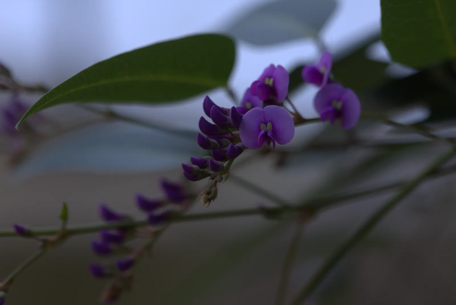 Lilac Vine (Hardenbergia Comptoniana) — Preferring full sun to partial shade, it blooms from winter to early spring, providing a burst of color; though regular