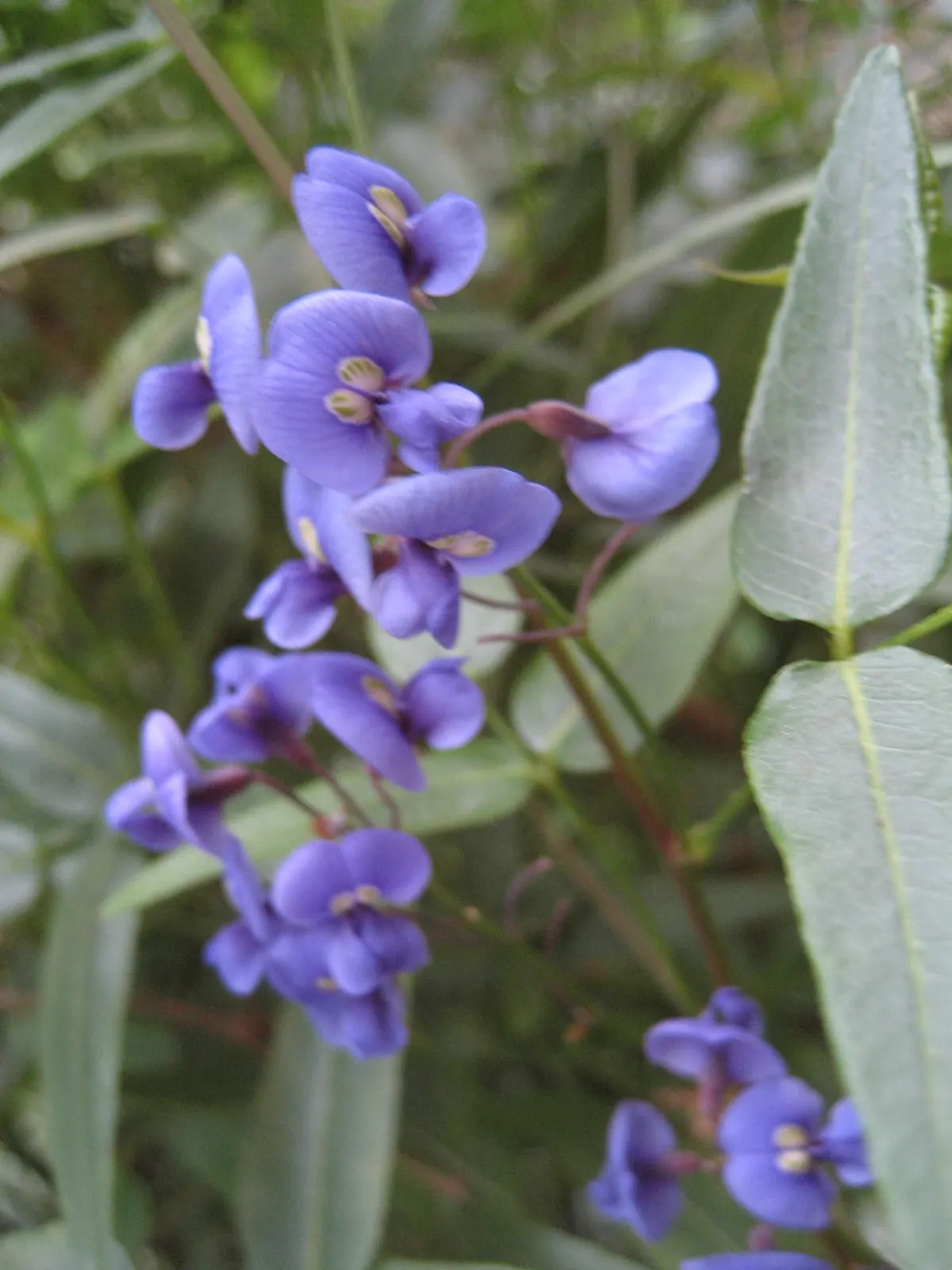 Lilac Vine (Hardenbergia Comptoniana) — resembling miniature wisterias; with its low water needs, it's a drought-tolerant choice for xeriscaping or