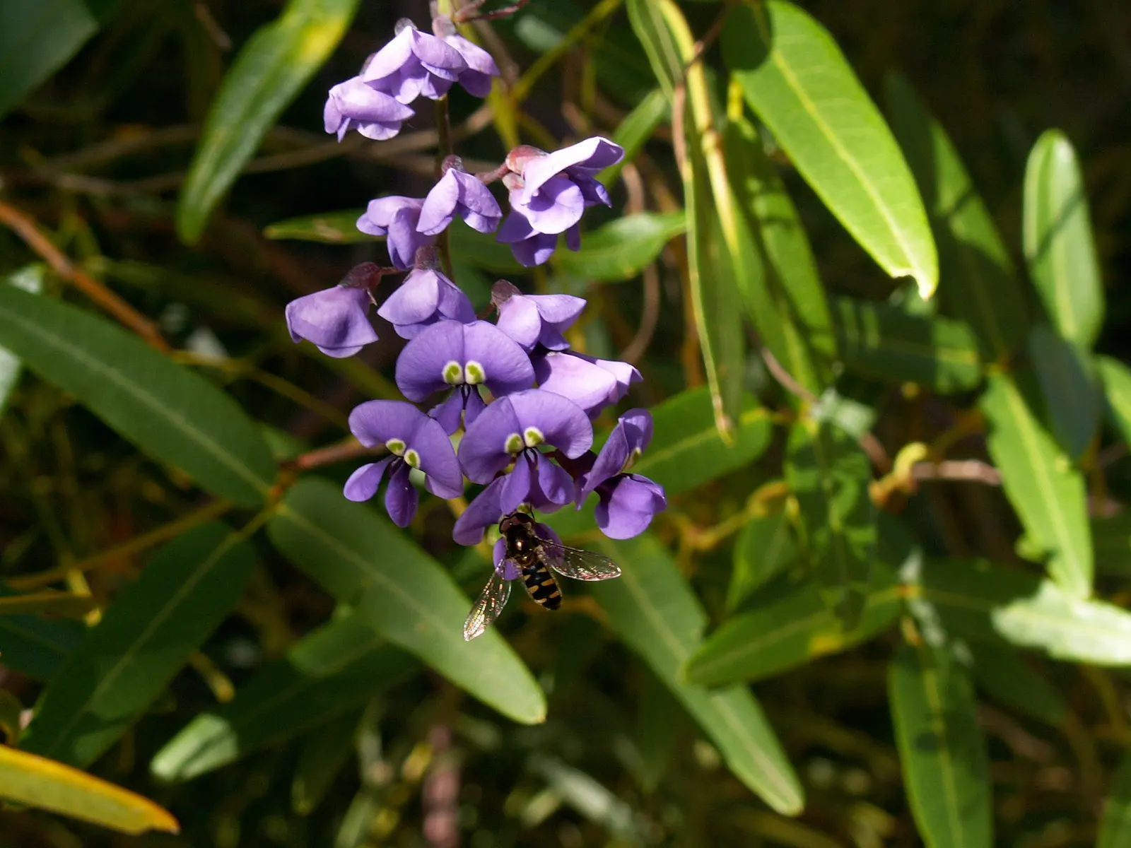 Lilac Vine (Hardenbergia Comptoniana) — Hardenbergia comptoniana thrives in well-draining soils and prefers full sun to partial shade
