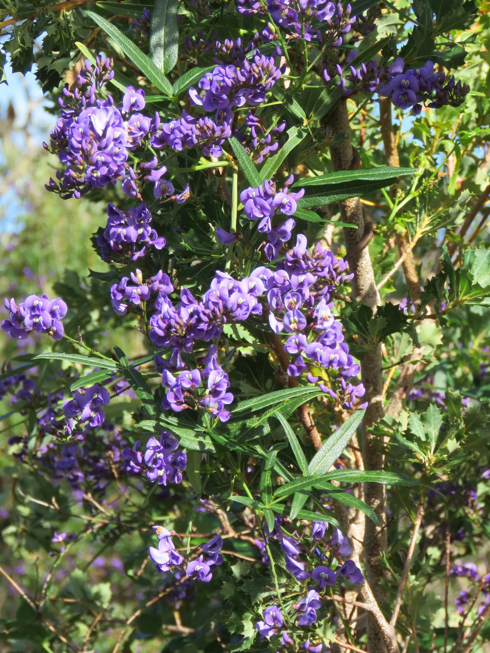 Lilac Vine (Hardenbergia Comptoniana) — With its manageable growth rate and striking floral display