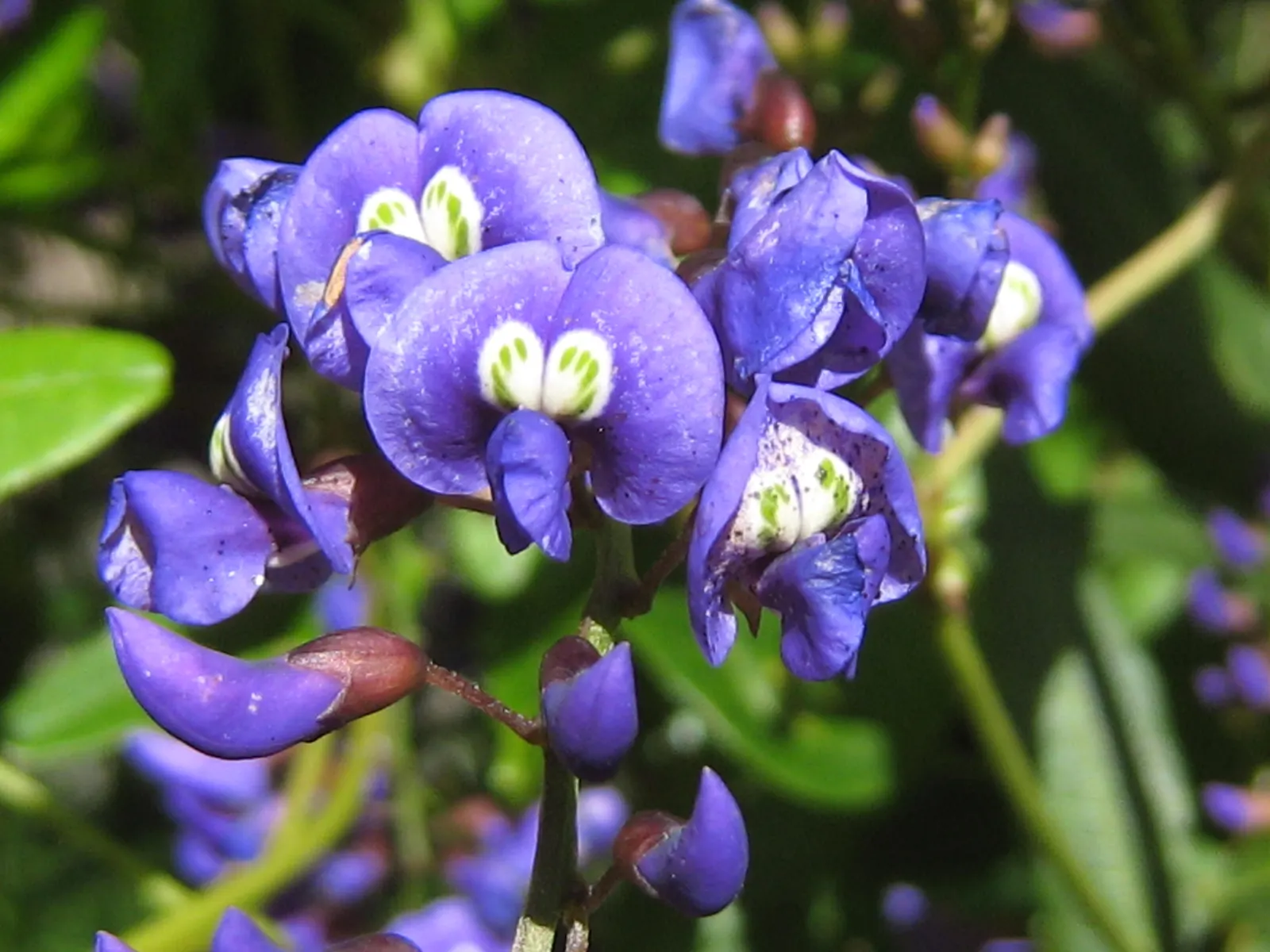 Lilac Vine (Hardenbergia Comptoniana) — such as pollinating bees and butterflies