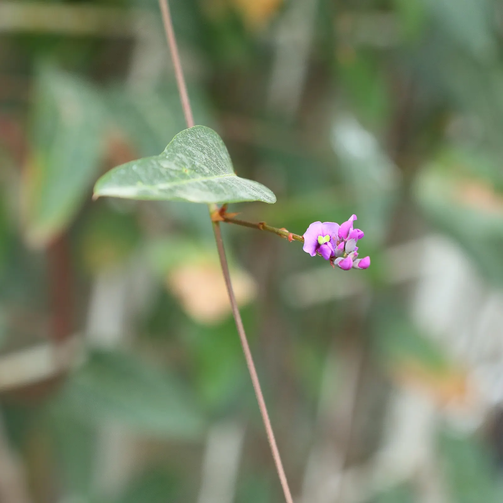 Lilac Vine (Hardenbergia Comptoniana) — Commonly reaching lengths of 10 to 13 feet