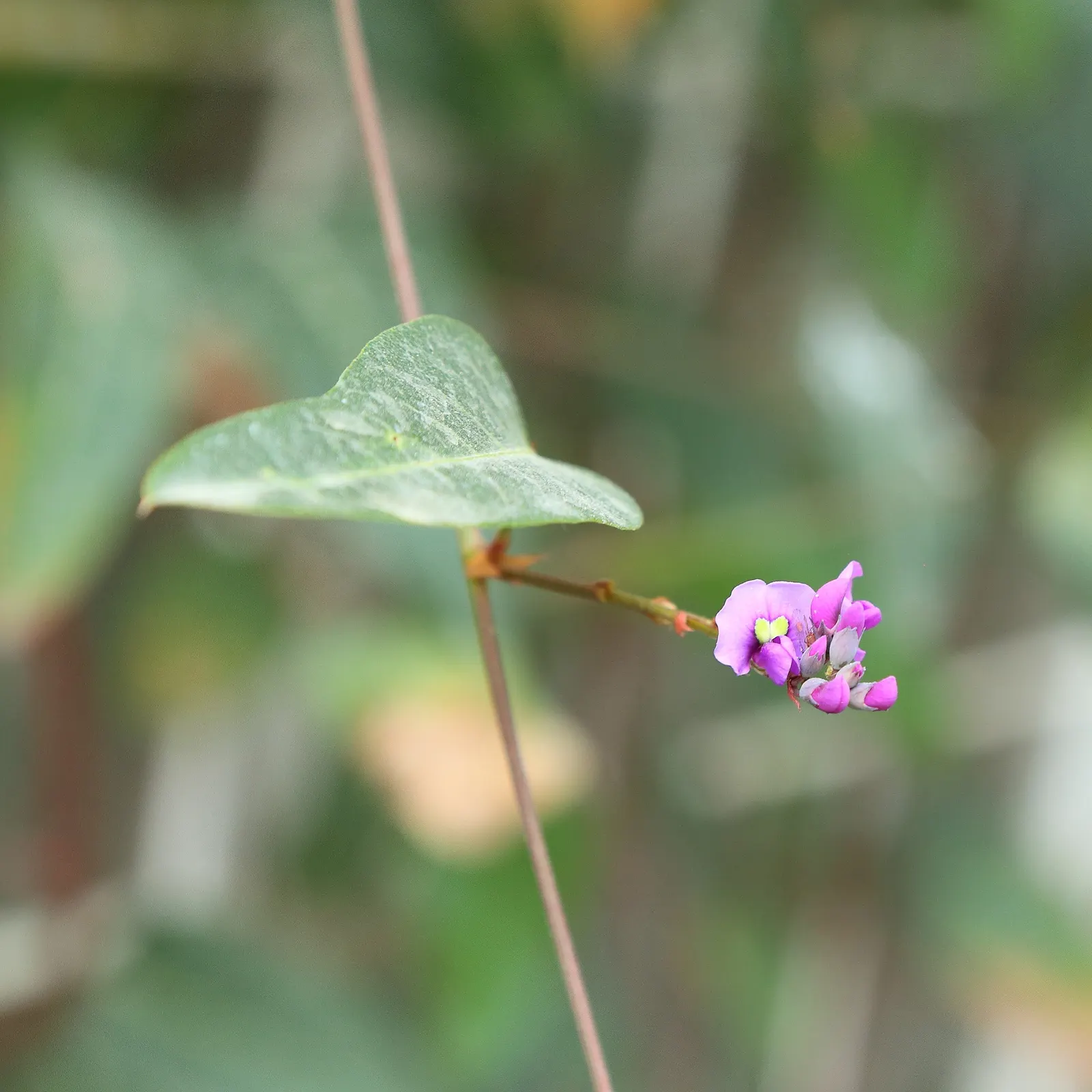 Lilac Vine (Hardenbergia Comptoniana) — is excellent for covering trellises