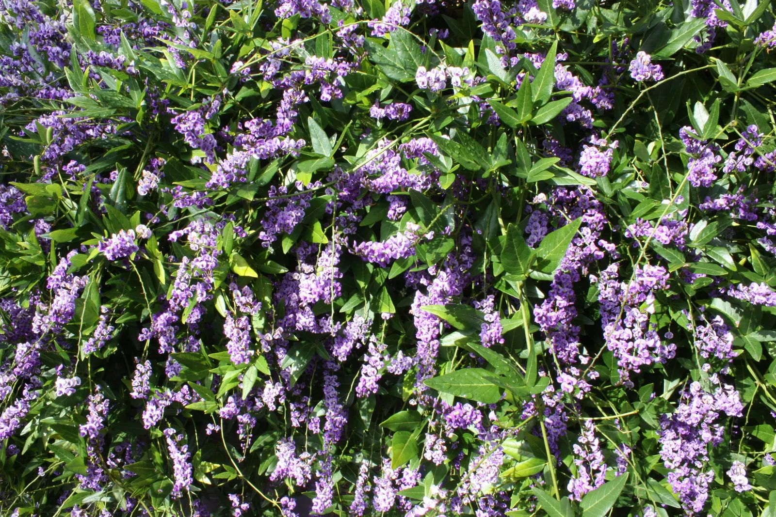 Lilac Vine (Hardenbergia Comptoniana) — Fast-growing, it reaches up to 6-16 feet in length, making it ideal for trellises and fences; each approximately 0.4 to