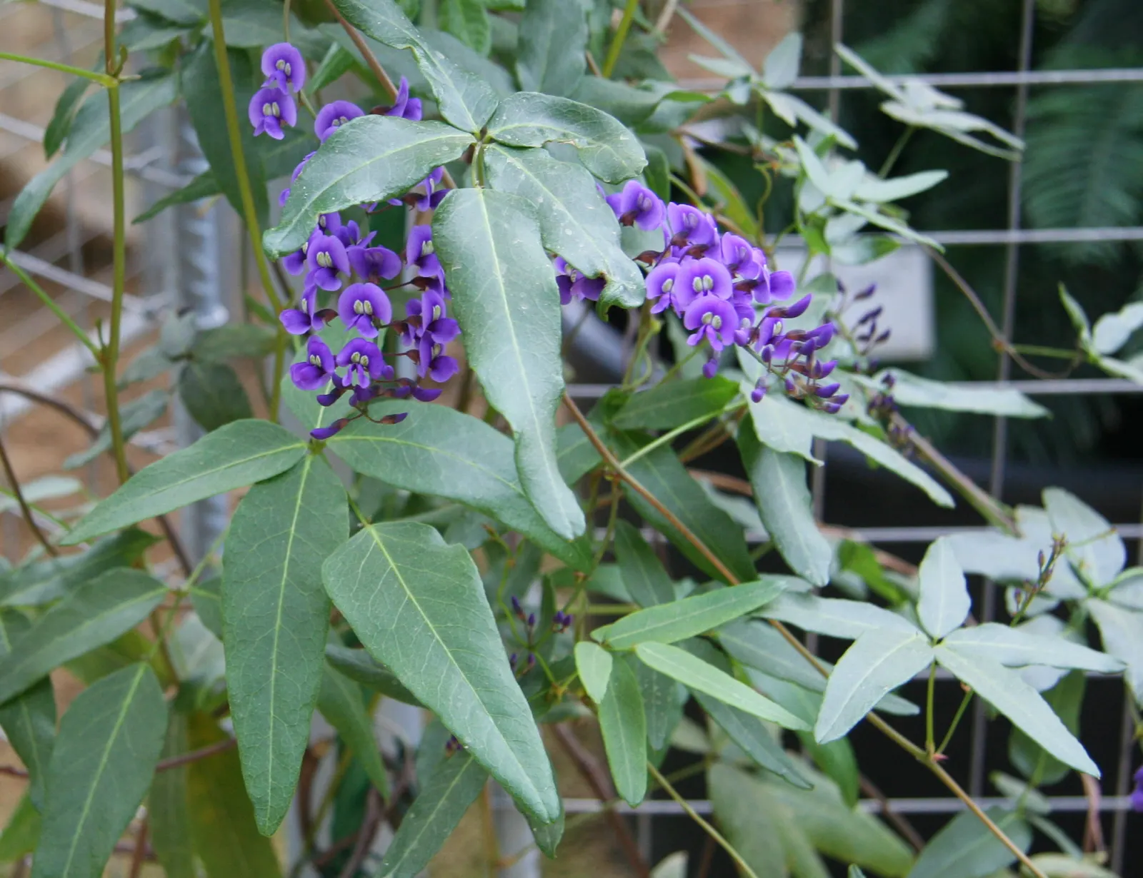 Lilac Vine (Hardenbergia Comptoniana) — and create a verdant tapestry throughout the year.<br><br>Hardy in USDA zones 9 through 11