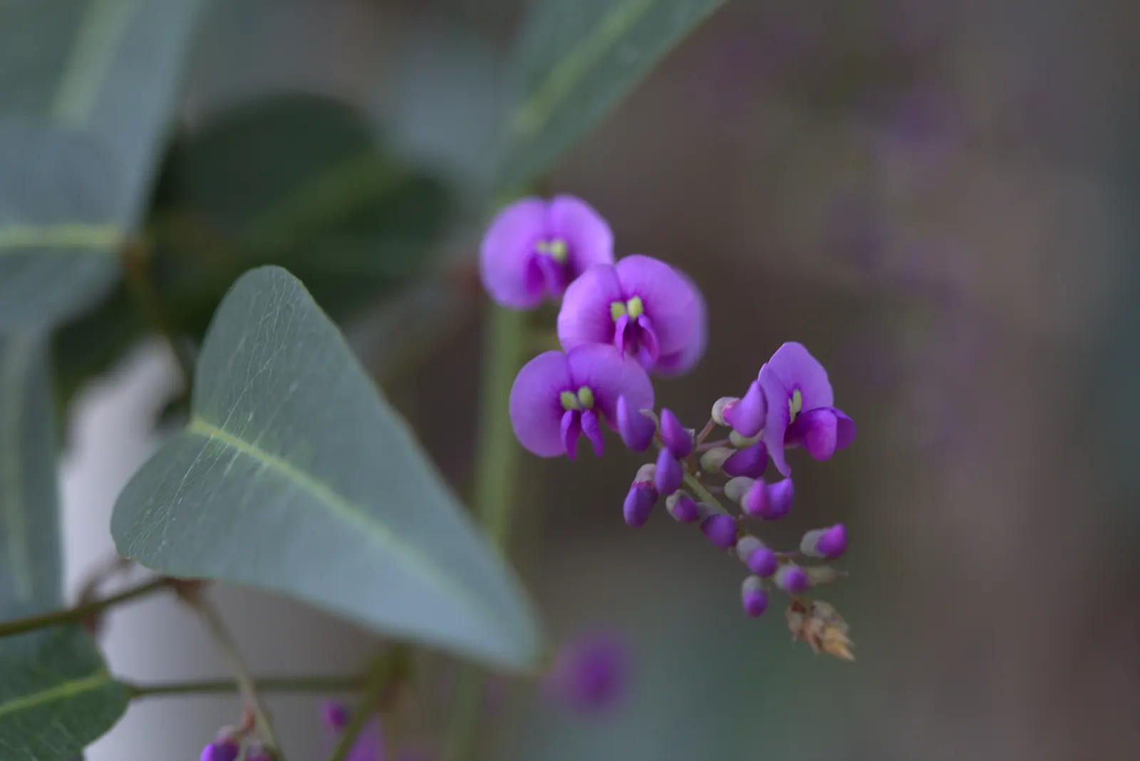 Lilac Vine (Hardenbergia Comptoniana) — showcasing an array of purple hues reminiscent of lilacs