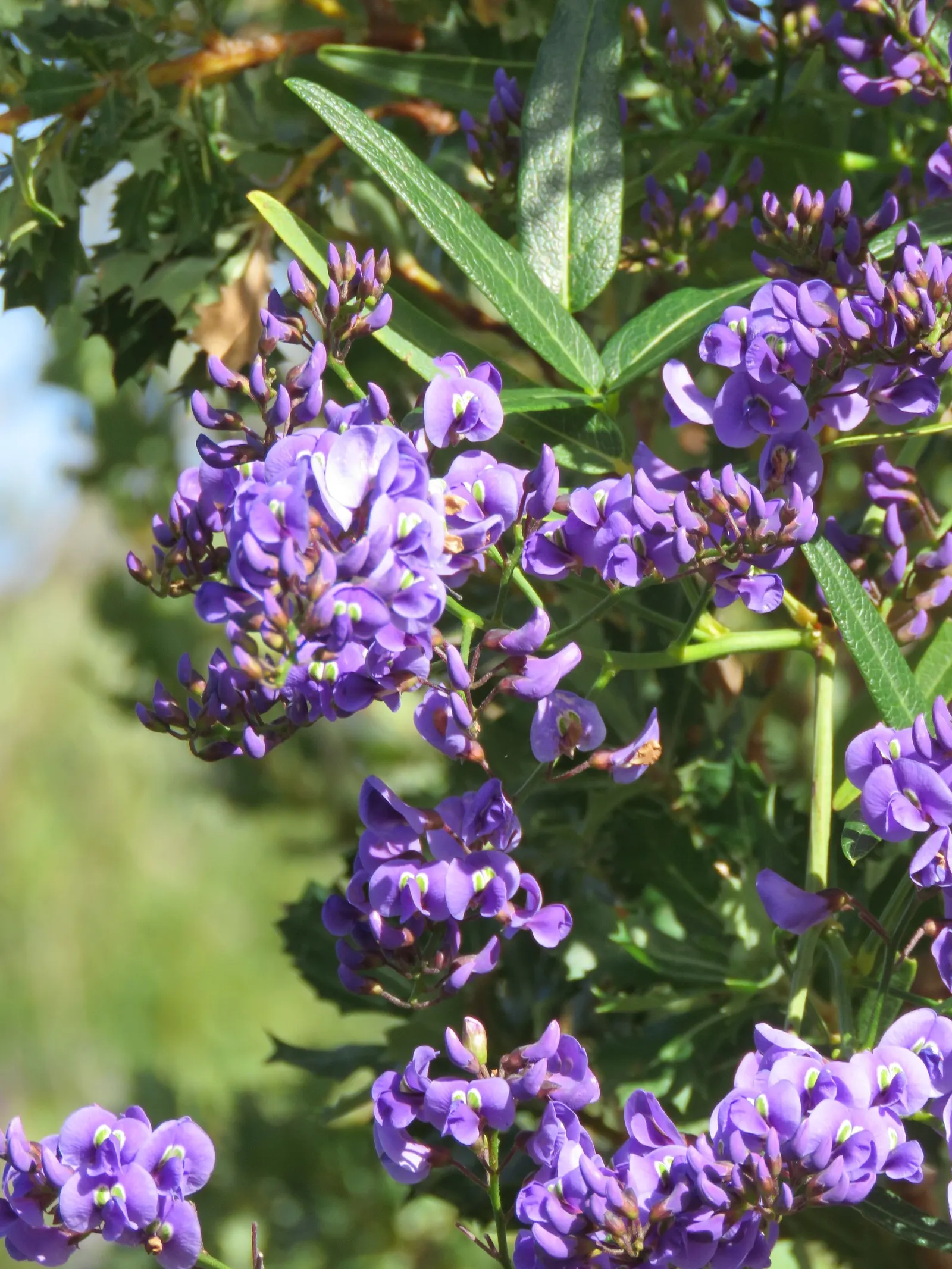 Lilac Vine (Hardenbergia Comptoniana) — violet flowers in the garden
