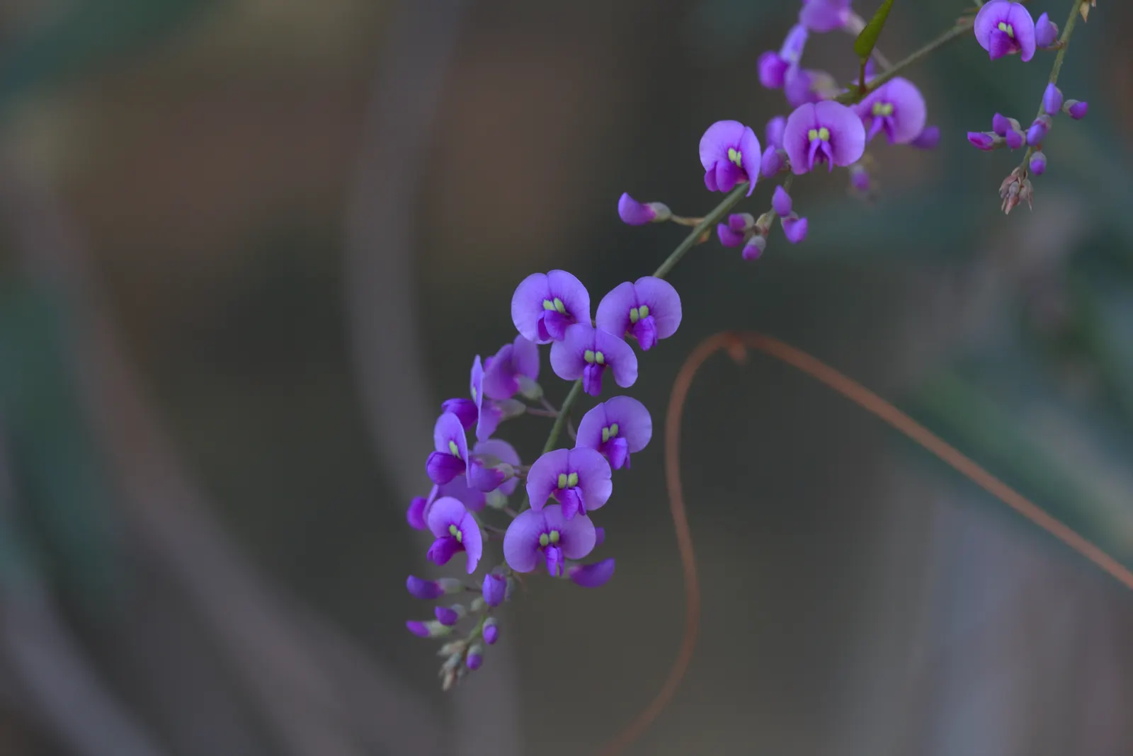 Lilac Vine (Hardenbergia Comptoniana) — are borne in clusters and emit a subtle