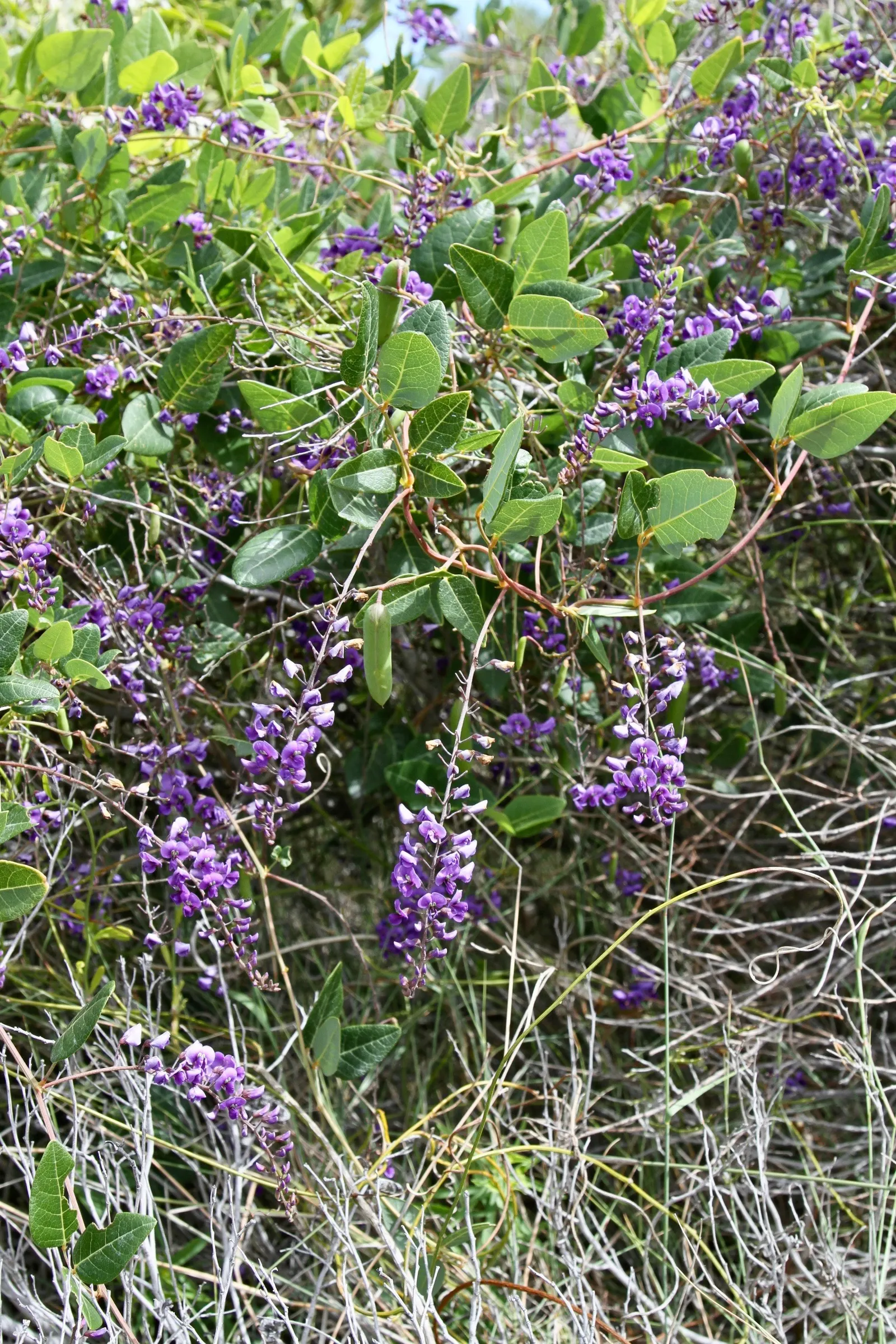Lilac Vine (Hardenbergia Comptoniana) — Preferring full sun to partial shade, it blooms from winter to early spring, providing a burst of color