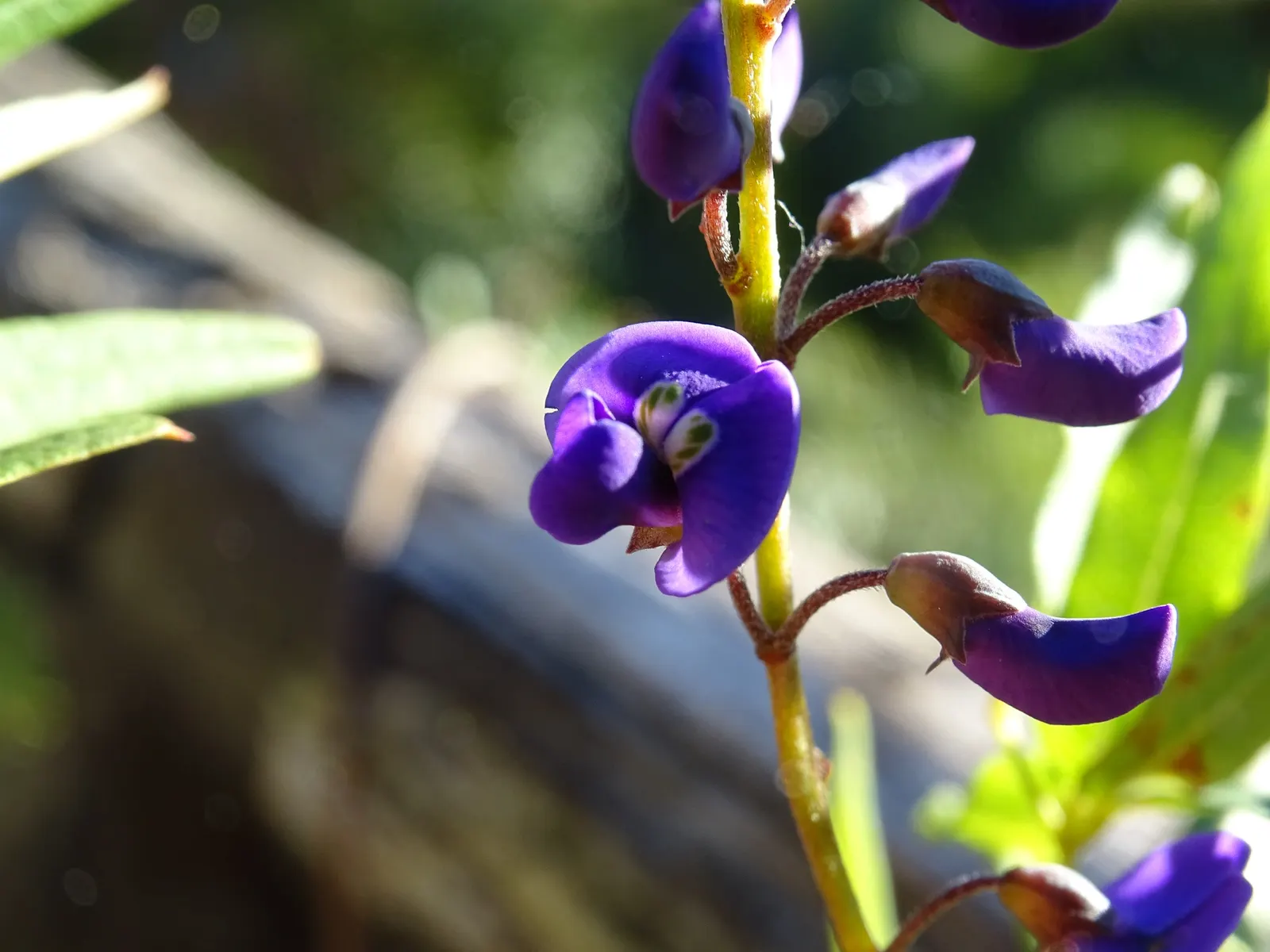 Lilac Vine (Hardenbergia Comptoniana) — though regular watering during prolonged dry periods will keep it flourishing