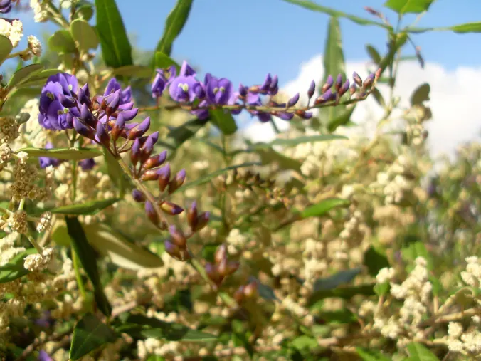 Lilac Vine (Hardenbergia Comptoniana) — broadleaf evergreen / vine with violet blooms