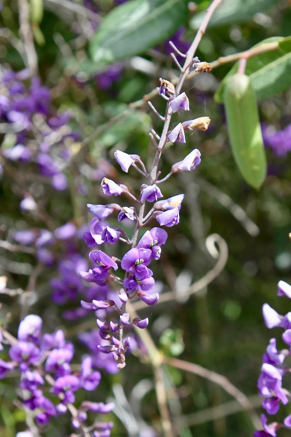 Lilac Vine (Hardenbergia Comptoniana) — scientifically referred to as Hardenbergia comptoniana