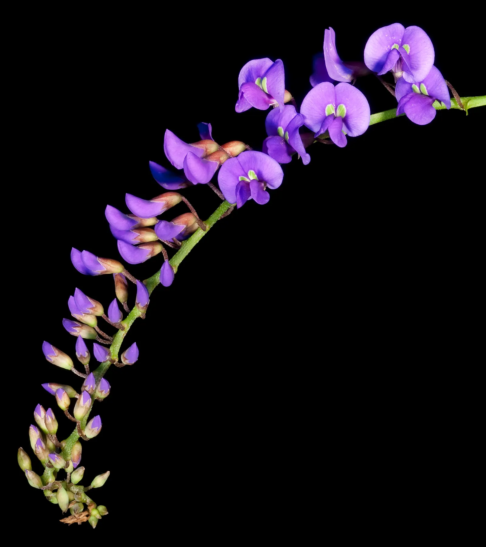 Lilac Vine (Hardenbergia Comptoniana) — leathery leaves are lance-shaped