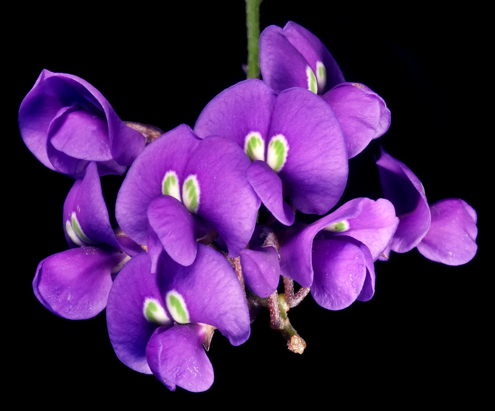 Lilac Vine (Hardenbergia Comptoniana) — with its twining growth habit