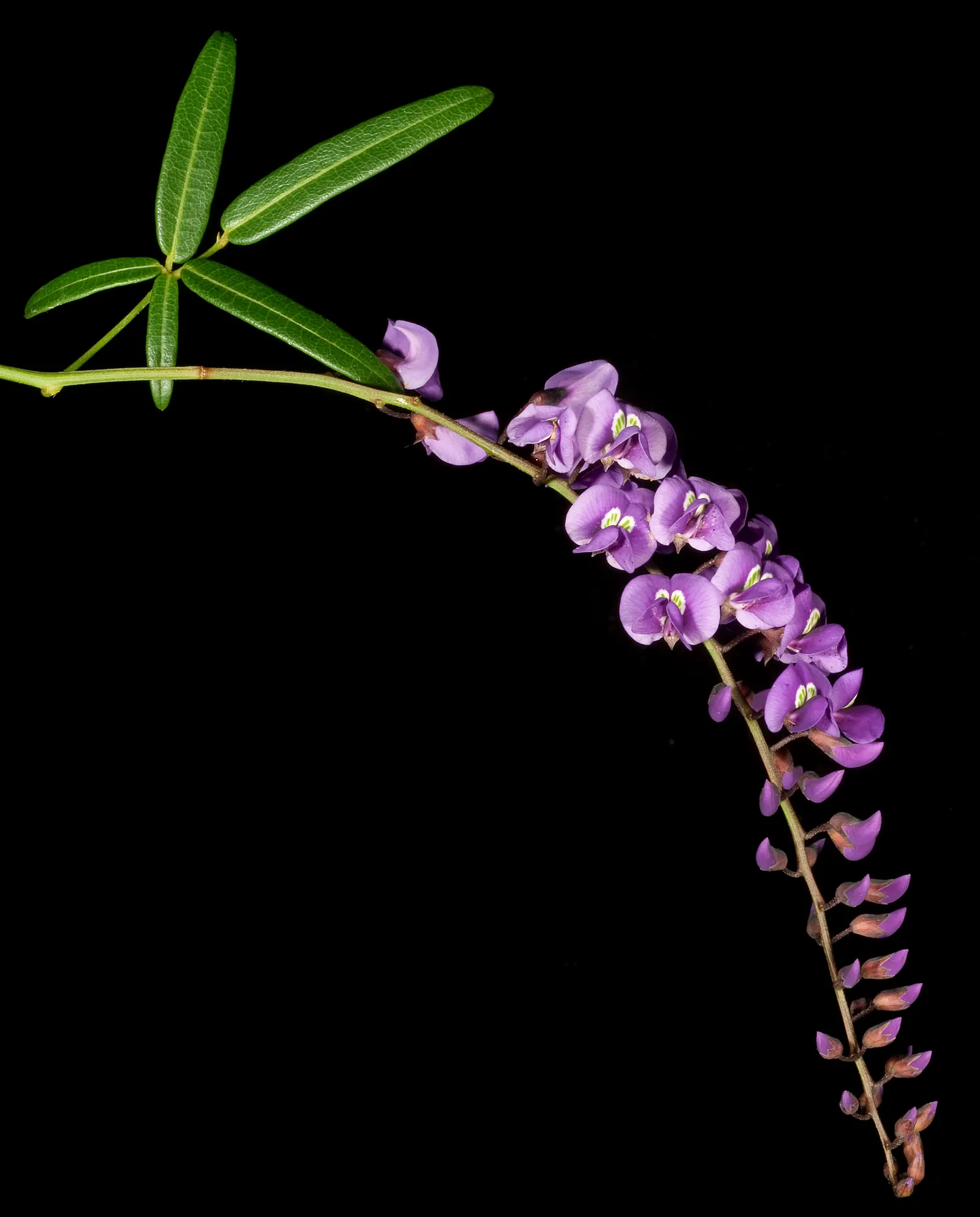 Lilac Vine (Hardenbergia Comptoniana) — the Lilac Vine blooms in late winter to early spring