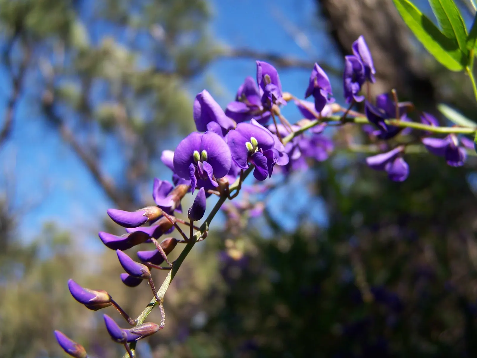 Lilac Vine (Hardenbergia Comptoniana) — resembling miniature wisterias