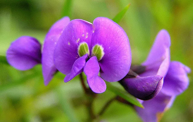 Lilac Vine (Hardenbergia Comptoniana) — each approximately 0.4 to 0.8 inches across