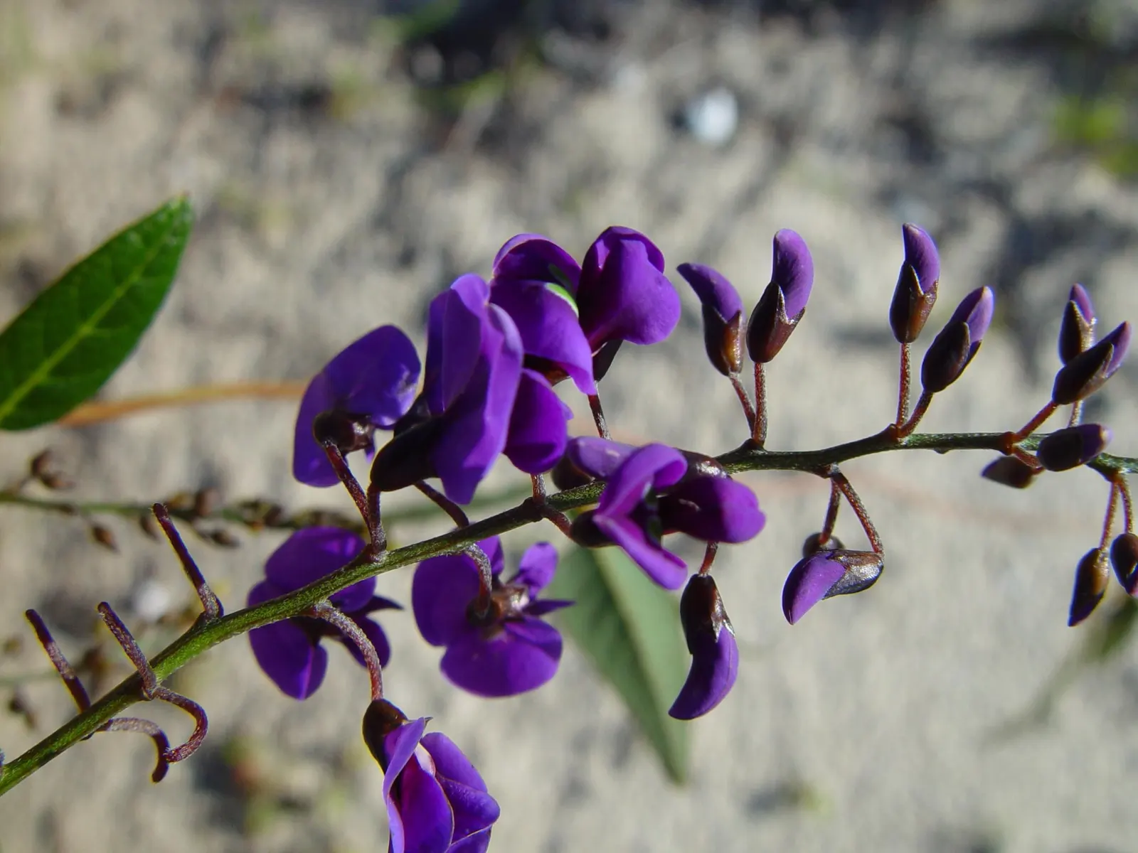 Lilac Vine (Hardenbergia Comptoniana) — With its low water needs, it's a drought-tolerant choice for xeriscaping or water-efficient gardens