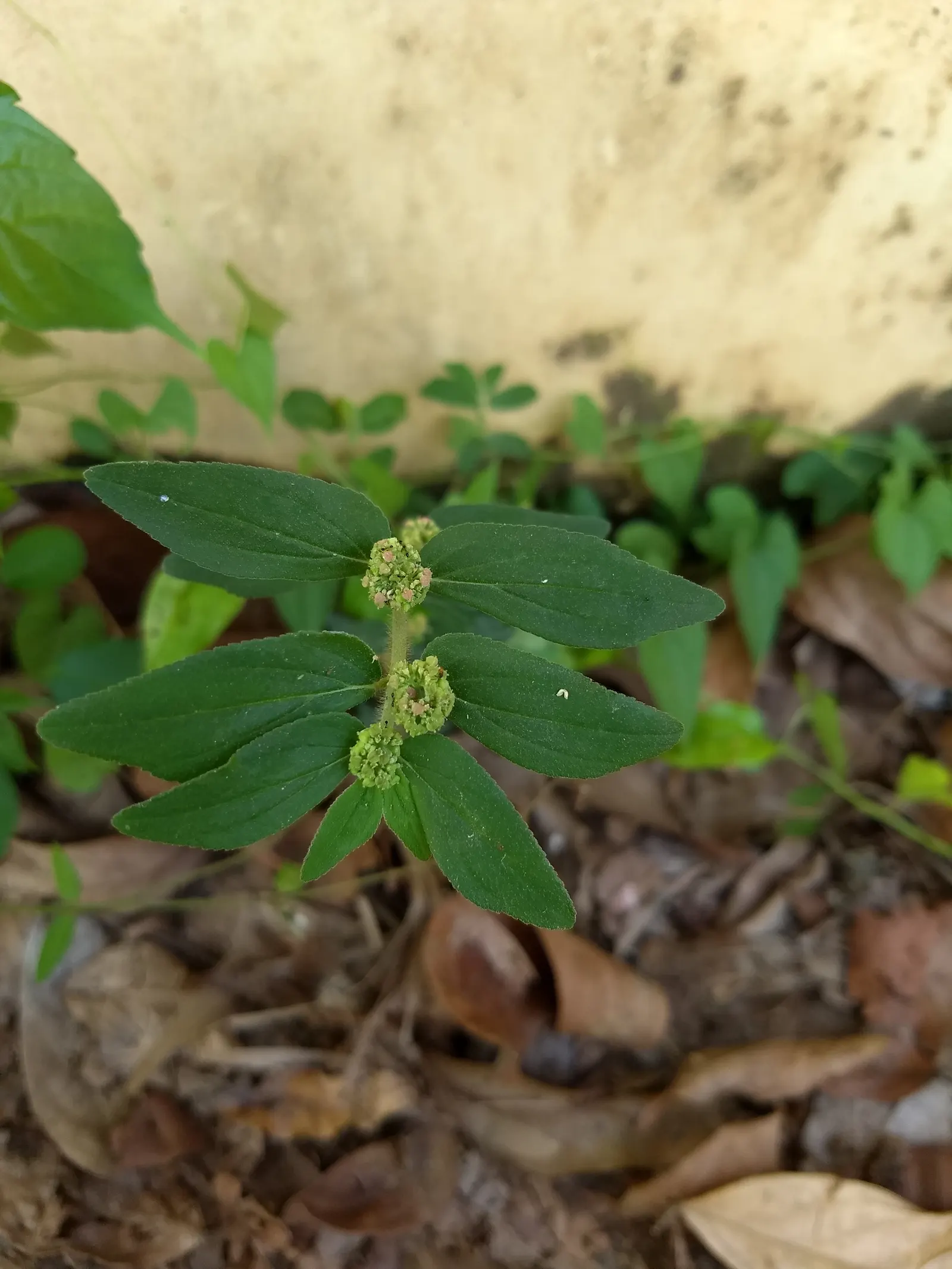 Devil's Tobacco (Lobelia Tupa) — with a smoky green hue that complements the vibrant blooms