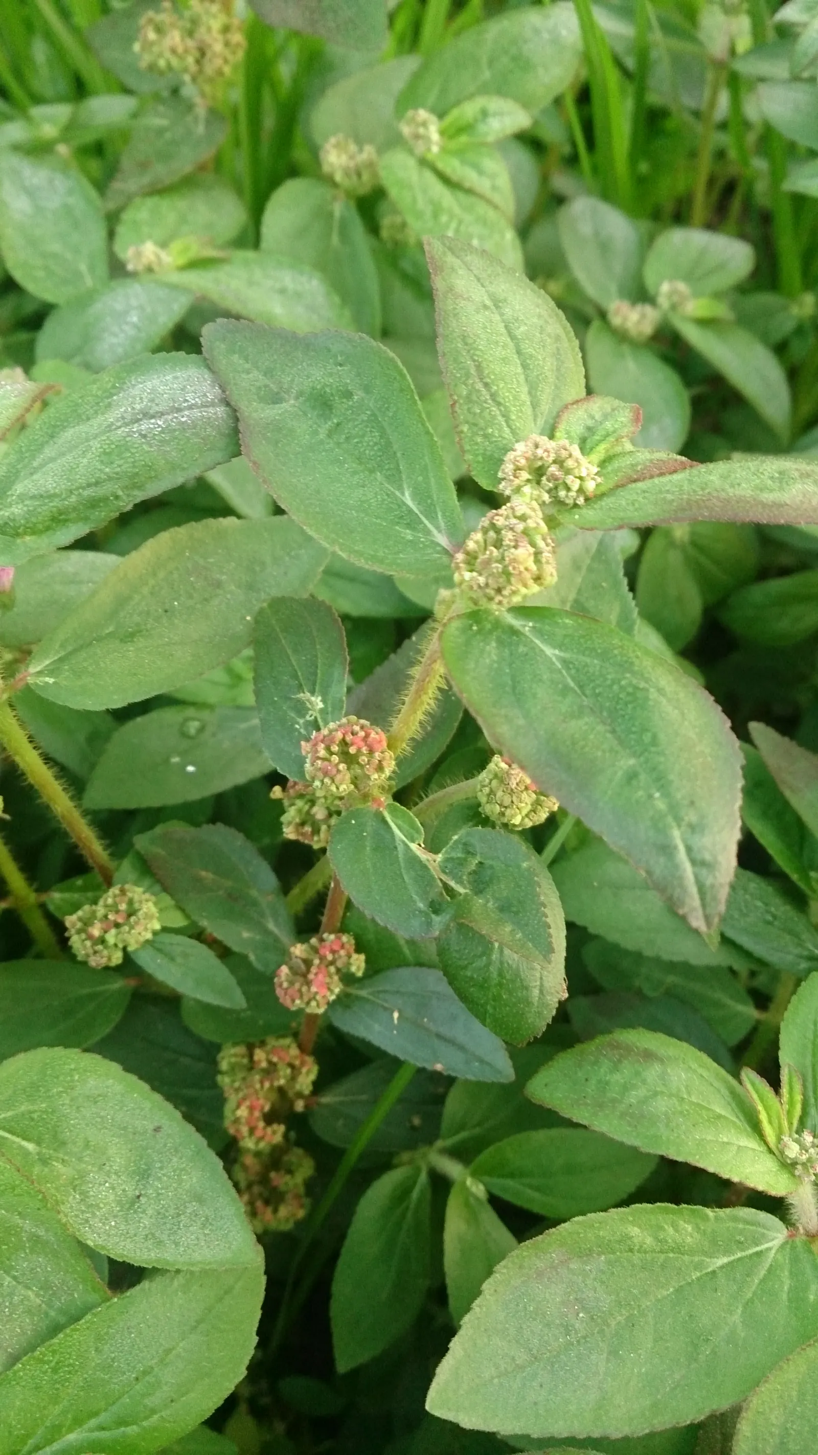 Devil's Tobacco (Lobelia Tupa) — Toxic if ingested; handle with care, image 46