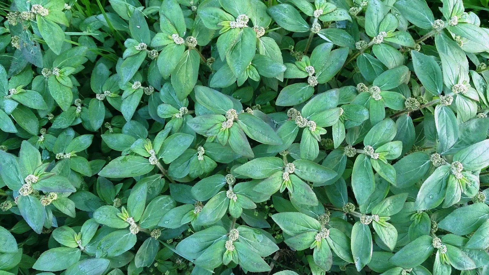 Devil's Tobacco (Lobelia Tupa) — Originating from the central regions of Chile; toxic if ingested; handle with care, image 70
