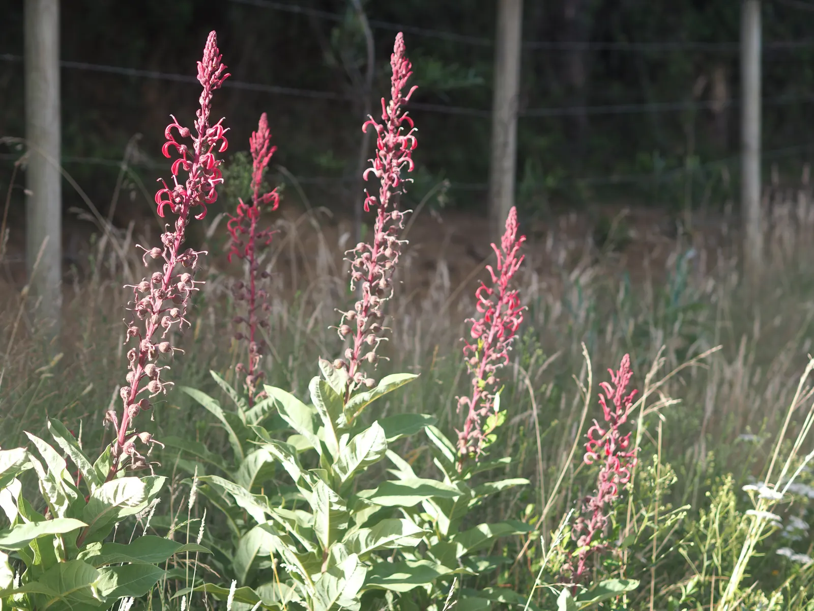 Devil's Tobacco (Lobelia Tupa) — scientifically known as Lobelia tupa; from midsummer to early fall, the plant produces tall, erect spires adorned, image 68