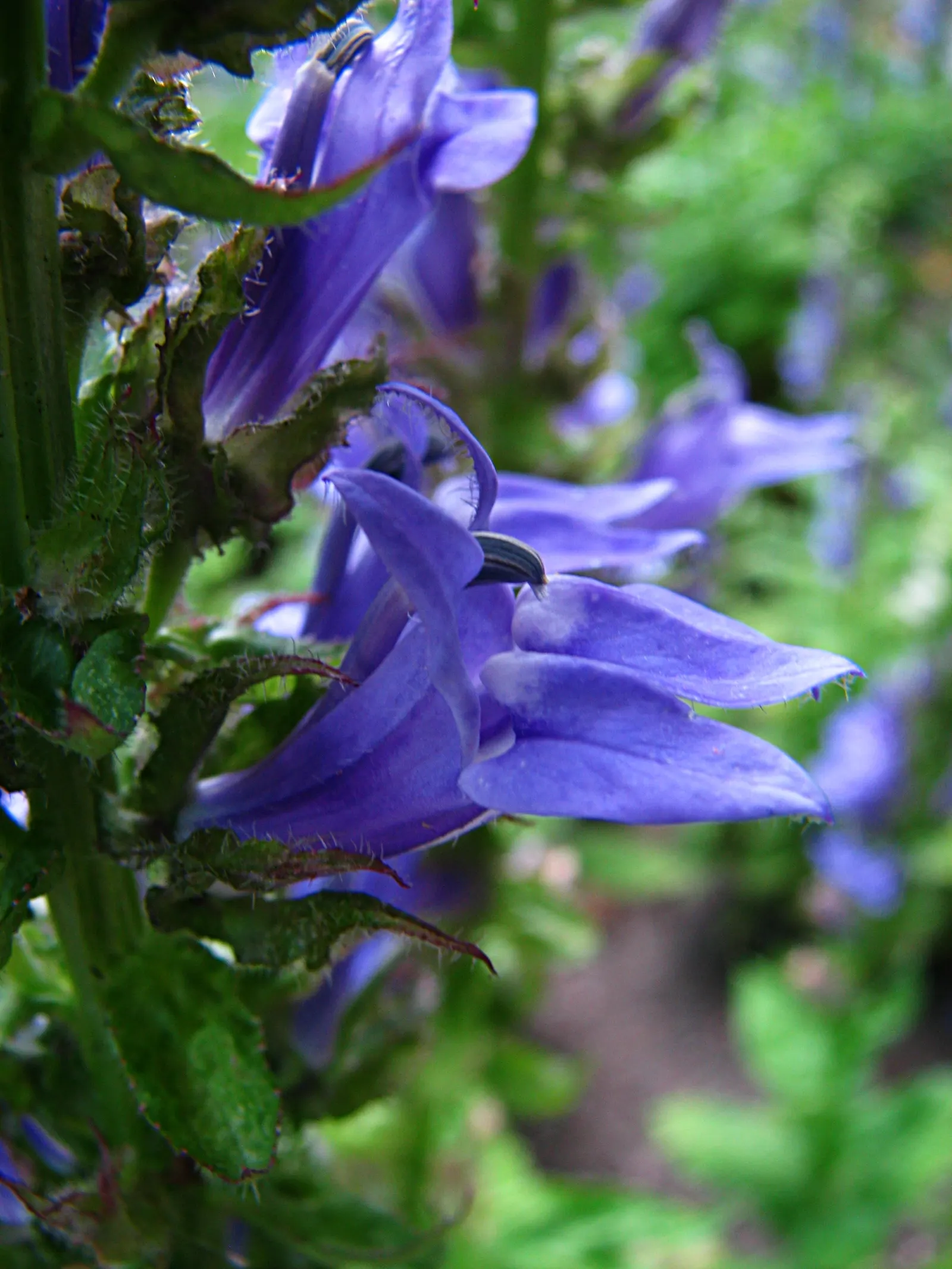 Devil's Tobacco (Lobelia Tupa) — Devil's Tobacco prefers well-drained soil and can withstand drought-like conditions once established; toxic if, image 76