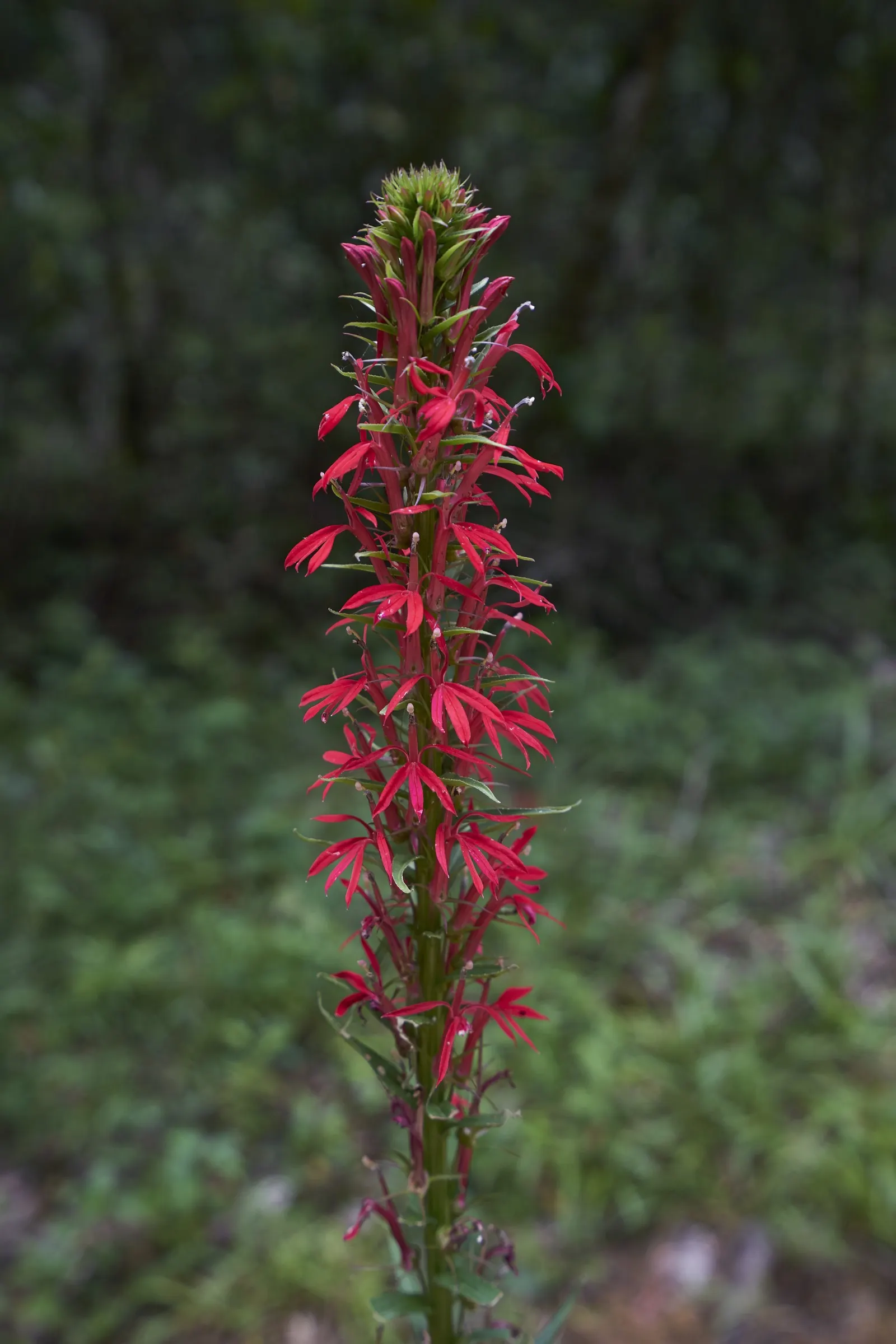 Devil's Tobacco (Lobelia Tupa) — Originating from the central regions of Chile